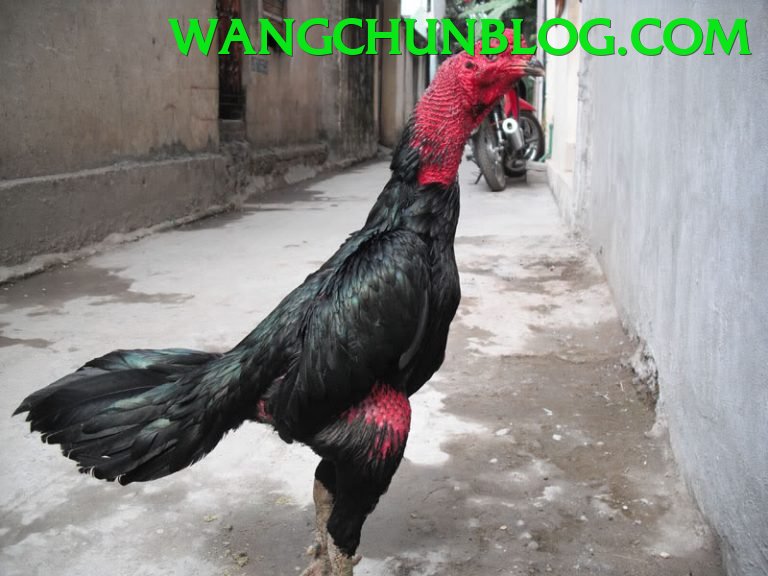 Đá Gà Trực Tiếp - Trải nghiệm tuyệt vời